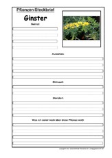 Pflanzensteckbrief-Ginster.pdf